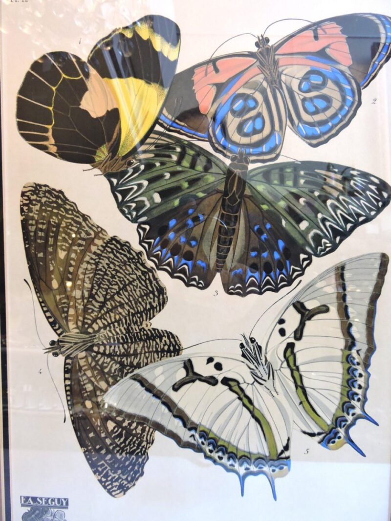 seguypapillonpictures-12