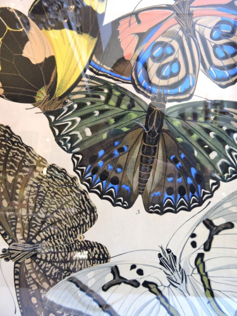 seguypapillonpictures-14